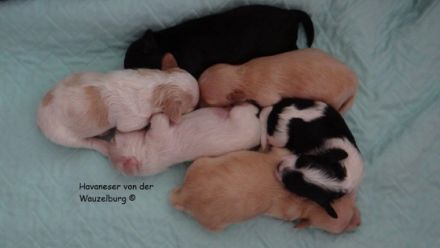 Snickers, Havaneser Hamburg