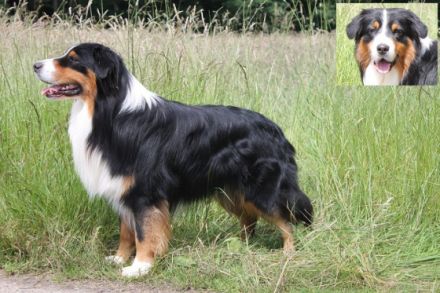 BlueVelvet-uncut Diamond-Riley DNA-VP RN - ASCA-Papiere