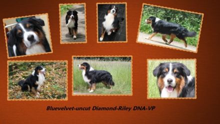 BlueVelvet-uncut Diamond-Riley DNA-VP RN - ASCA-Papiere