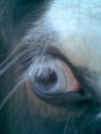 Tierheilpraxis Kerstin Schäfer