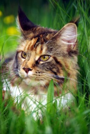 ValtenbergPfoetchen`s