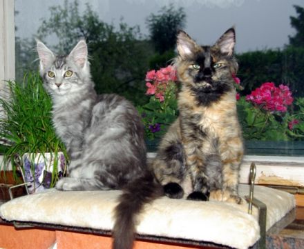 ValtenbergPfoetchen`s