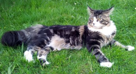 ValtenbergPfoetchen`s