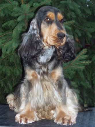 Rizi-Bizi Sable Tumbler