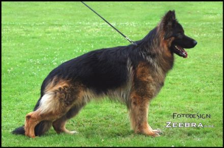 Pico vom Langenbungert