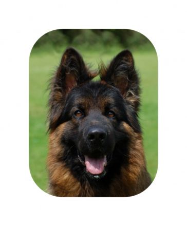 Pico vom Langenbungert