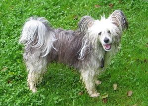 Frendor´s Zidan Zidane