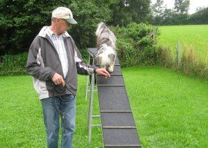 Frendor´s Zidan Zidane