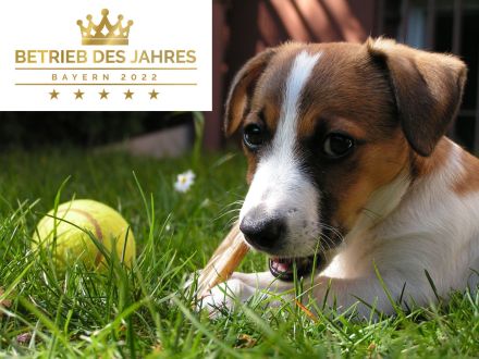 Gehorsamer Hund - Hundetrainer Nürnberg Fürth