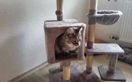 Katzenpension Walther