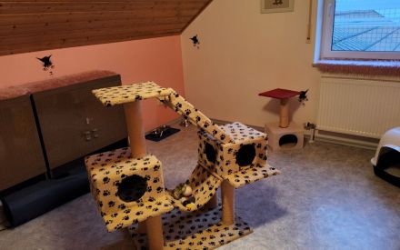 Katzenpension Walther