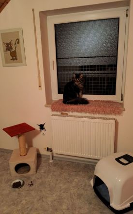 Katzenpension Walther