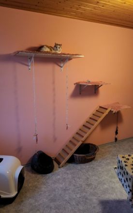 Katzenpension Walther