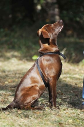 LangeLeine Hundetraining