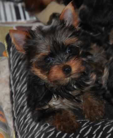 von Schnieglingerhof