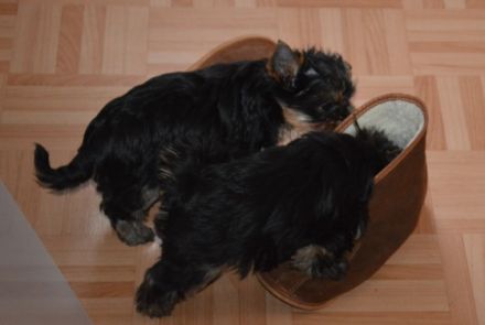 von Schnieglingerhof