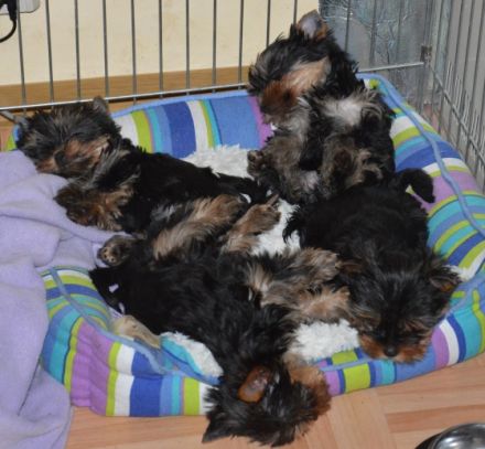 von Schnieglingerhof