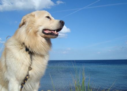 "Sunshine Cottage" /Ostsee  für 2-3 Pers.