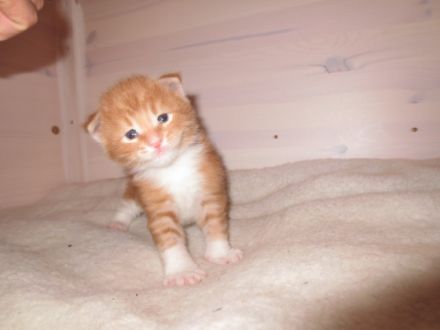 von der Burgtrausnitz