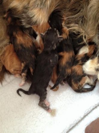 von der Burgtrausnitz