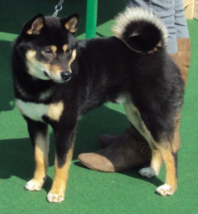 Akuma vom Regenstein