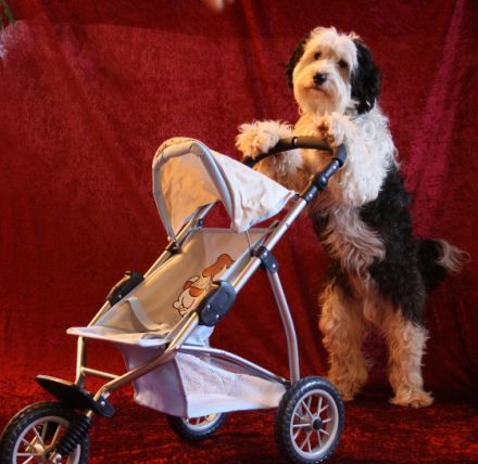 Rosi Lachmann - HotDogZ