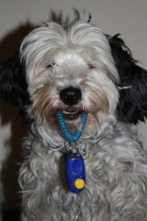 Rosi Lachmann - HotDogZ