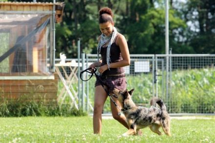 Hundeerziehung mit Herz