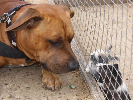 Hundeschule Tanja Geyer