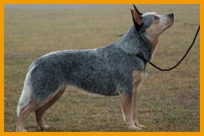 Goran Kazari Toyo-Ken