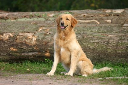 Hundetraining Nürnberger Land