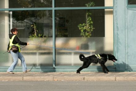 Hundetraining Nürnberger Land