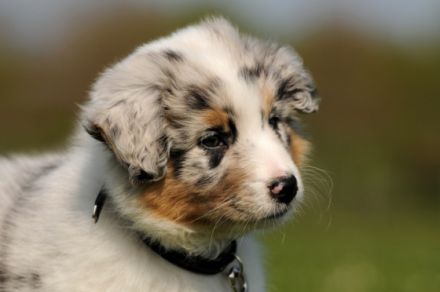 Hundetraining Nürnberger Land
