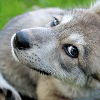 STADT-MENSCH-HUND // Kynopädagogisches Zentrum