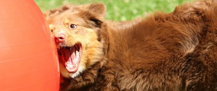 STADT-MENSCH-HUND // Kynopädagogisches Zentrum