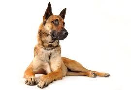 Rottaler Hundeschule