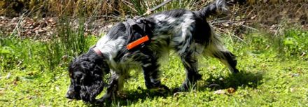 STADT-MENSCH-HUND // Kynopädagogisches Zentrum