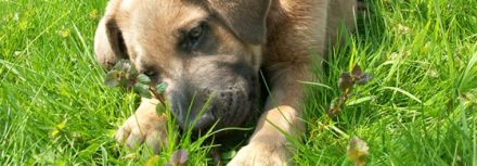 STADT-MENSCH-HUND // Kynopädagogisches Zentrum