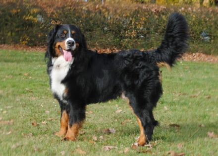 Halvar vom Waldecker Land