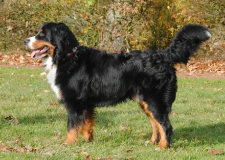 Halvar vom Waldecker Land