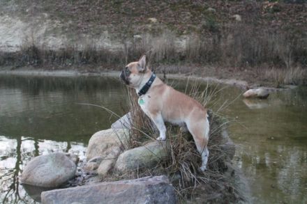 Detectiv Don von Rittberg