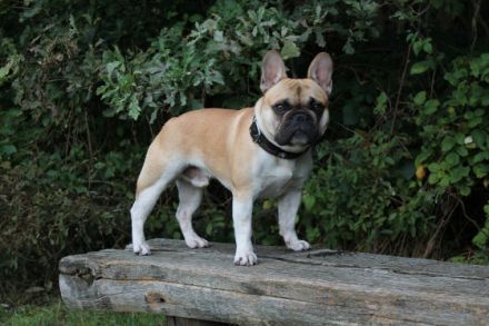 Detectiv Don von Rittberg