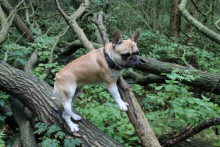 Detectiv Don von Rittberg