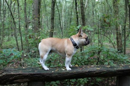 Detectiv Don von Rittberg