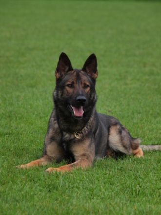 von den schwarzen Timber Wölfen