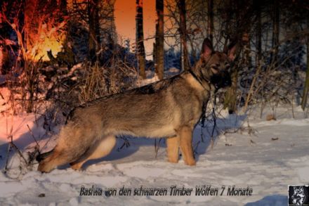 von den schwarzen Timber Wölfen