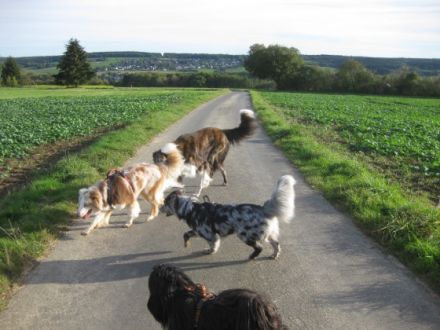 Disc Dogs Altenkirchen - Vize-Weltmeister 2014