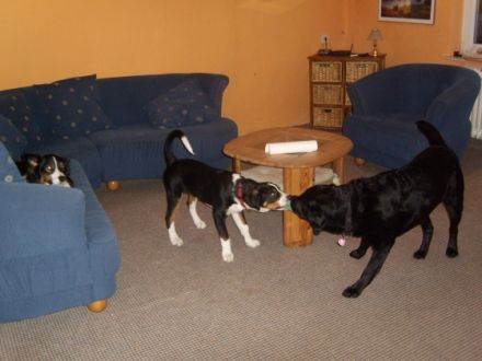 Tierpension am Seenpark