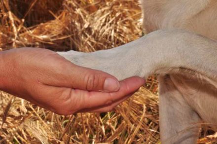 Schöne Aussichten für Hunde
