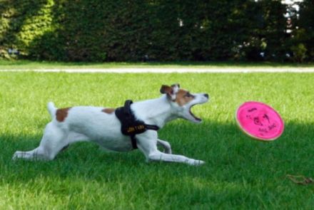 "Wilde Schnauzen" - mobile Hundeschule, Hamburg